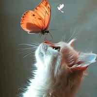 mariposa7524