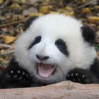 panda5200