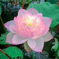 nhạc nền - Nguyễn Ngọc Cường