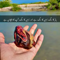 original sound - wadar.....baloch