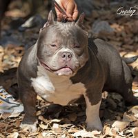 bully.word