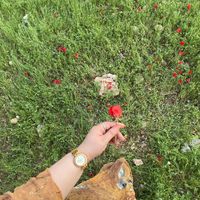 dsh_o96