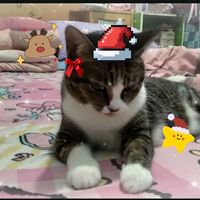 เสียงต้นฉบับ - ลิซ่าเป็นแมวขี้เกียจหนูโบนัส