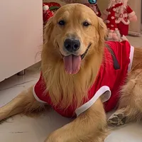 original sound - maxgolden2022