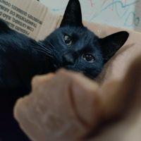 cat Isaac JAPAN funk troll