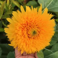 original sound - zawwinhtet696