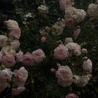 rlrxos2