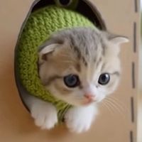 オリジナル楽曲 - chonky cat