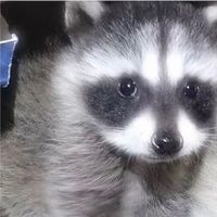 オリジナル楽曲 - amu