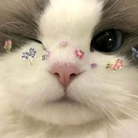 原聲 - 小熊🎀大小姐家族