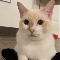 lulukittykattt