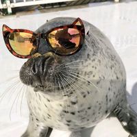 amoalasfocas0