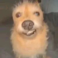 original sound - ropoporopopo69