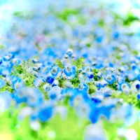 _____shiro