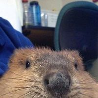 오리지널 사운드 - ᑢ᙭