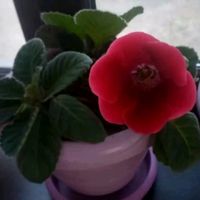 _l_e_z_g_i_n_k_a1972