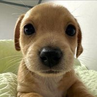 เสียงต้นฉบับ - ทุย🫨