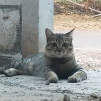 เสียงต้นฉบับ - หน่อย0