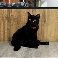 pijarpiii