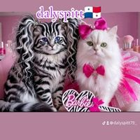 dalyspitt79_