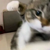 original sound - walang_saisai