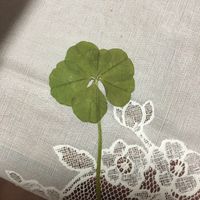 オリジナル楽曲 - 6つ葉の🍀CLOVER