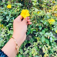 bipana_limbu4