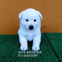 오리지널 사운드 - 진도개강아지해외수출전문업체01036099299