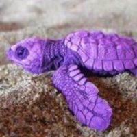 thatpurpleturtle