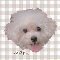 maru_fluffy