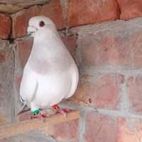 pigeon.lovers.ryk