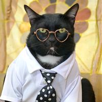 เสียงต้นฉบับ - เจิ้น ซี่ หนิม 🐈‍⬛😻