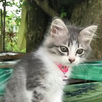 femalelovelove
