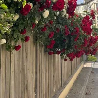 original sound - v.h__13