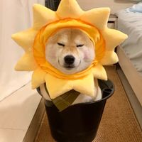 原聲