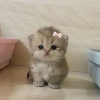original sound - kikkycat2