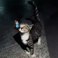 suara asli - ᅠᅠ
