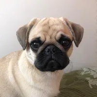 original sound - stepathepug