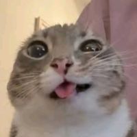 meowlubv_