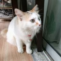 suara asli - Desy Adista