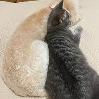 shi_1515