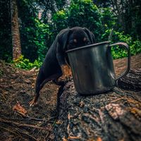son original