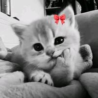cami_15.glis