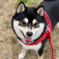 mameshiba.cocoa