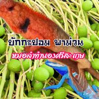 เสียงต้นฉบับ - บักกะปอม:หมอลําทํานองศรีสะเกษ