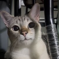 kaixin_cats