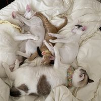 neko.5nekko