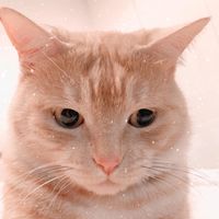 super_ginger01