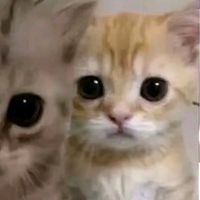 cinthy_rom