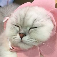 aumaim.naka